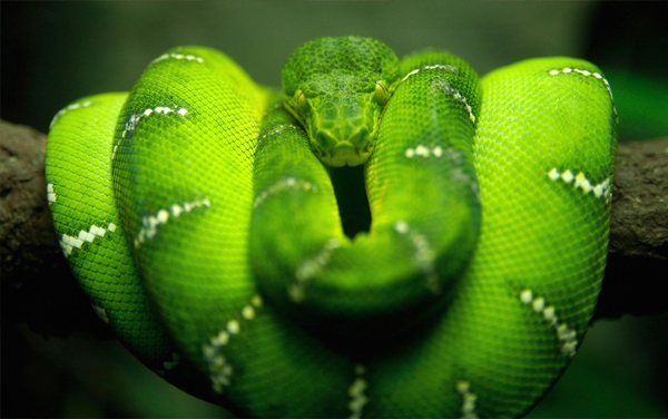 significado de sonhar com cobra verde olhando nos olhos