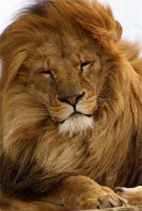 Sonhar com leão manso