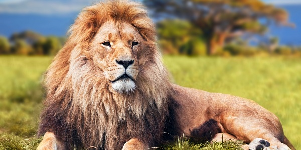 Significado de sonhar com leão