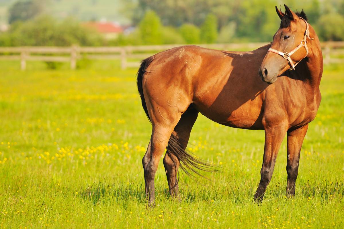 Sonhar com Cavalo Preto: Desvendando o Mistério!