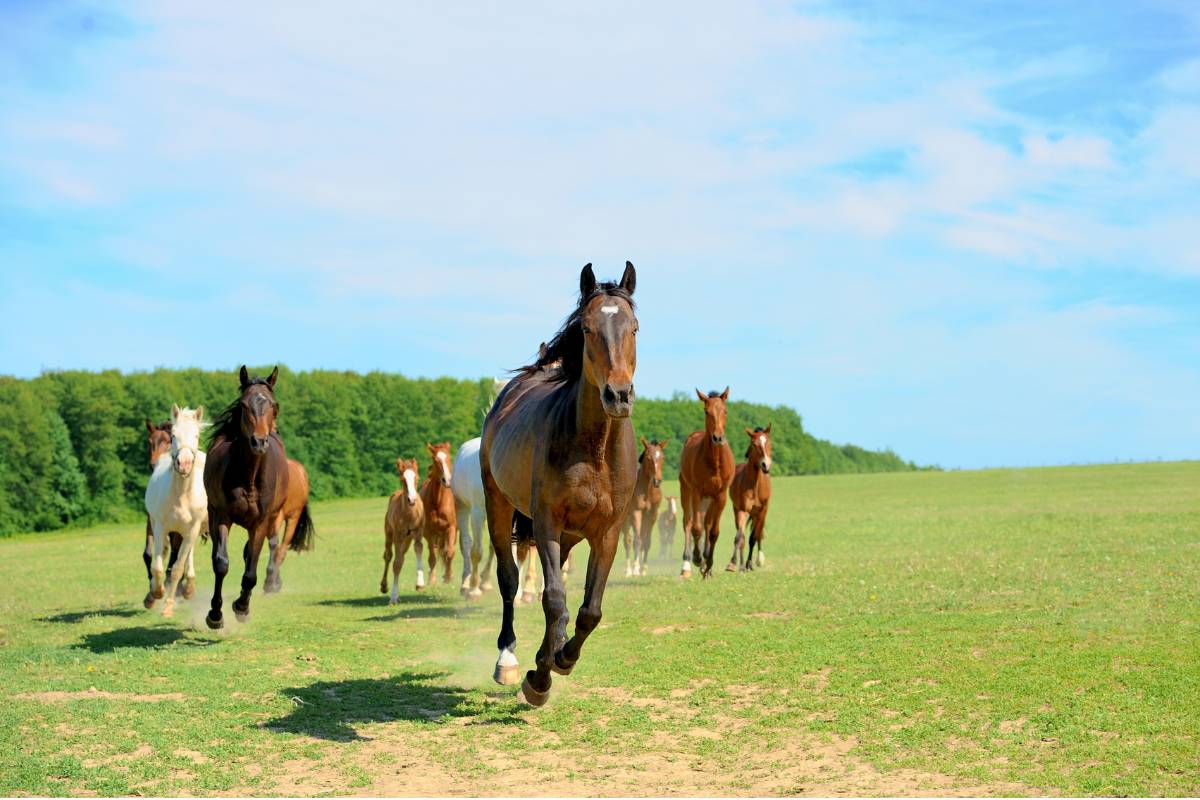 Significado dos sonhos: o que significa sonhar com cavalo – Metro World  News Brasil