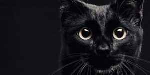 sonhar com gato preto