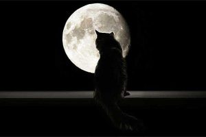 Sonhar com gato preto