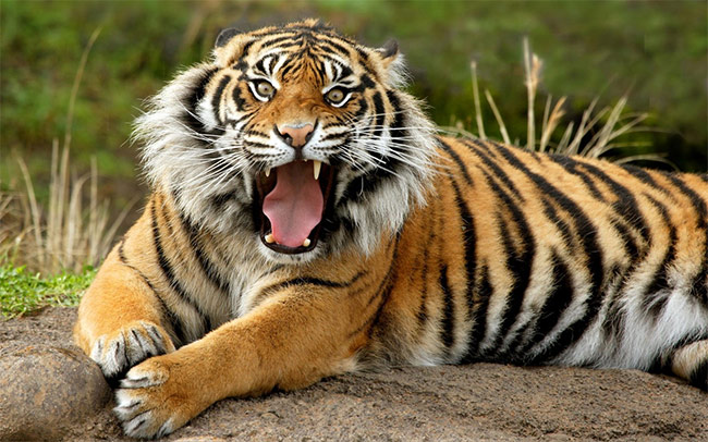 significado de sonhar com tigre