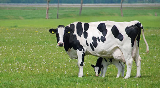 vaca-bezerro