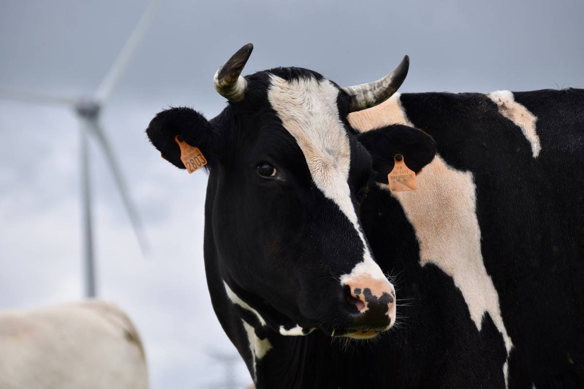Todos os Significados de Sonhar com Vaca - Descubra o Que Seu Sonho Significa