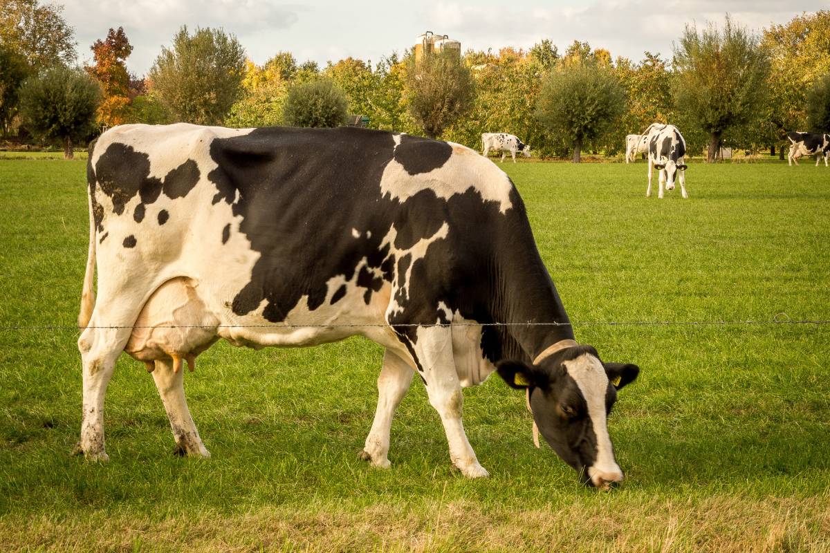 Todos os Significados de Sonhar com Vaca – Descubra o Que Seu Sonho Significa