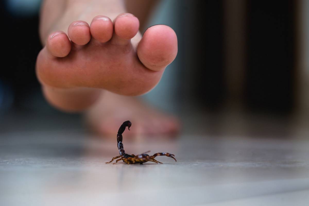 Sonhos com escorpião: é uma coisa boa ou ruim? Veja aqui.