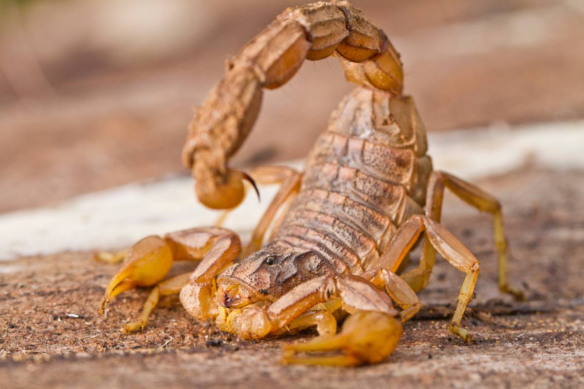 Sonhos com escorpião: é uma coisa boa ou ruim? Veja aqui.