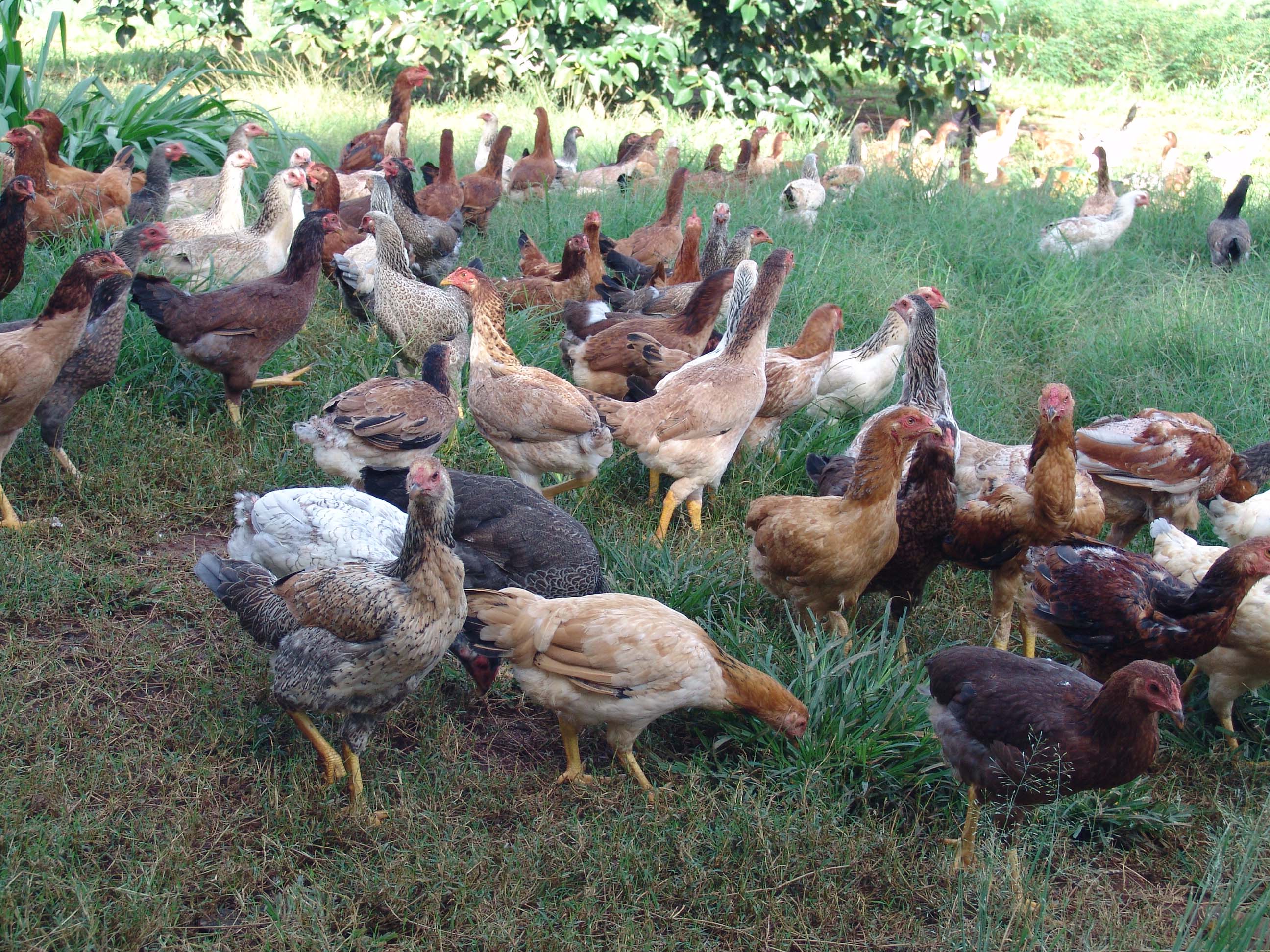Sonhei com uma granja repleta de galinhas, o que isso significa?