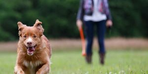 cachorro correndo com homem e guia atras