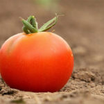 Simpatia do tomate – para que serve e como funciona?