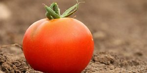 simpatia do tomate