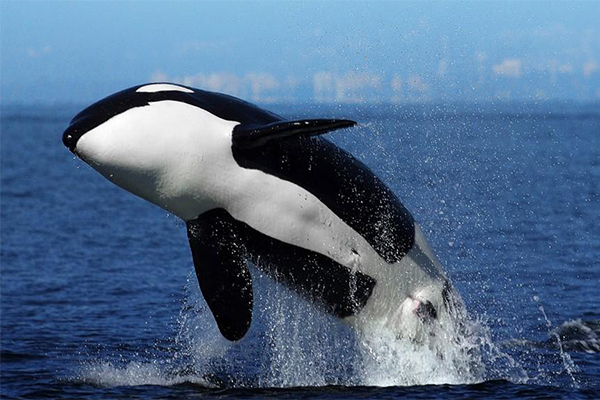sonhar com baleia orca