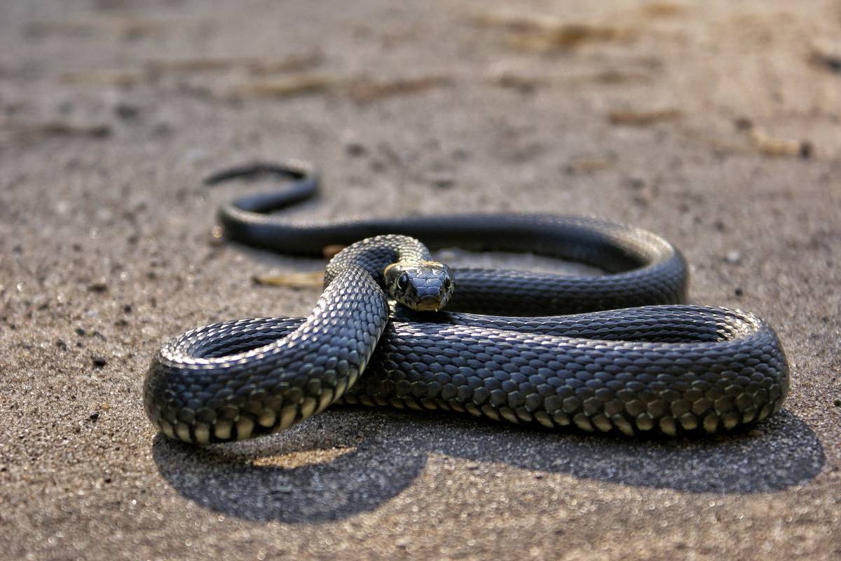 Sonhar com cobra preta – Todas as interpretações e significados