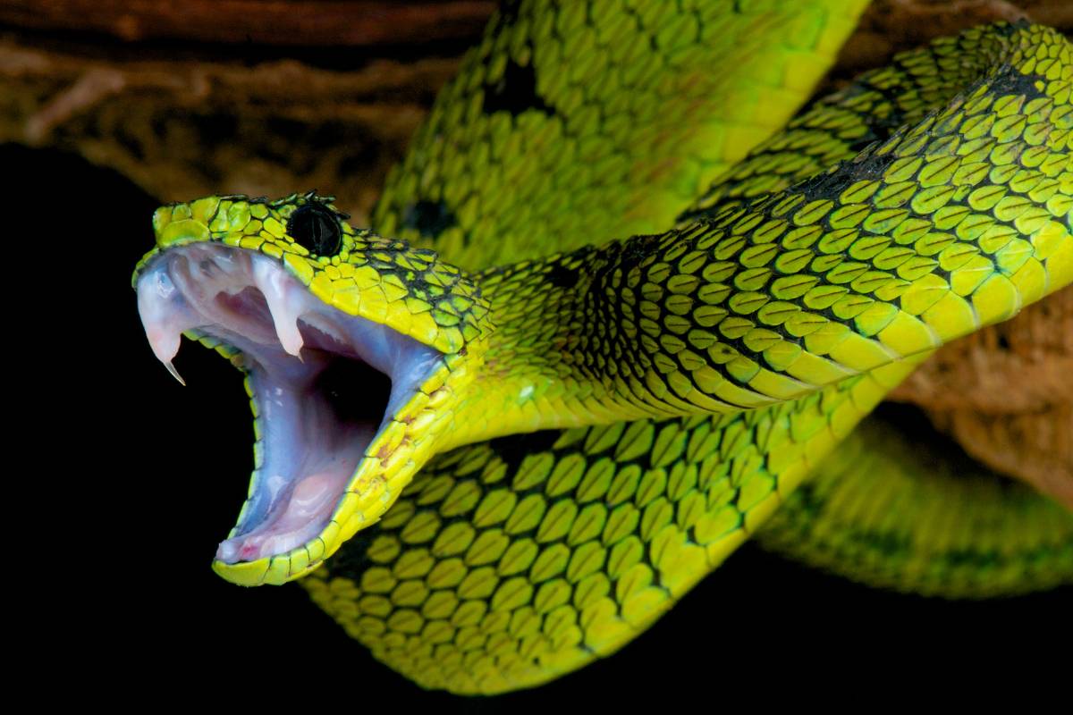 Sonhar com cobra verde – O que isso significa?