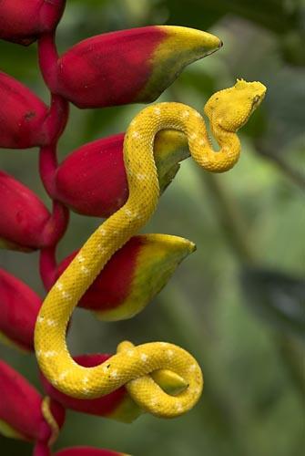 sonhar com cobra amarela significado