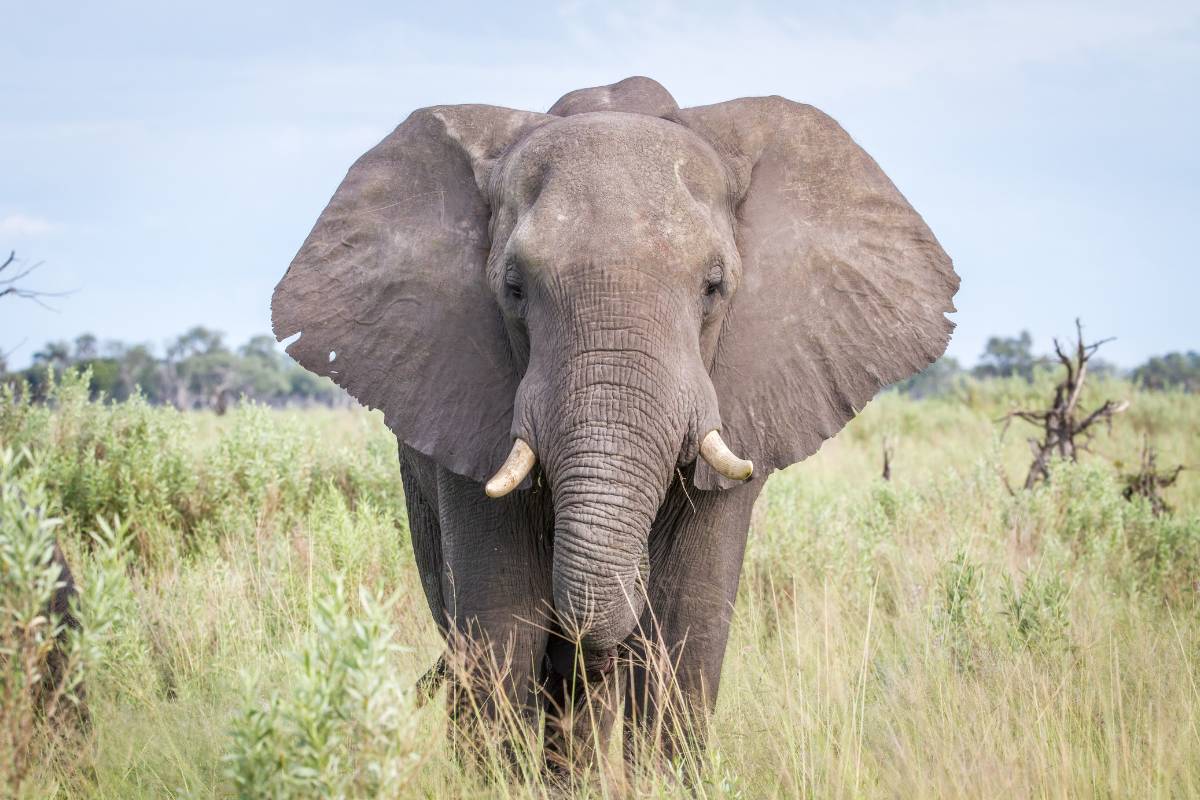 Sonhar com elefante – O que significa? Filhote, morto ou branco