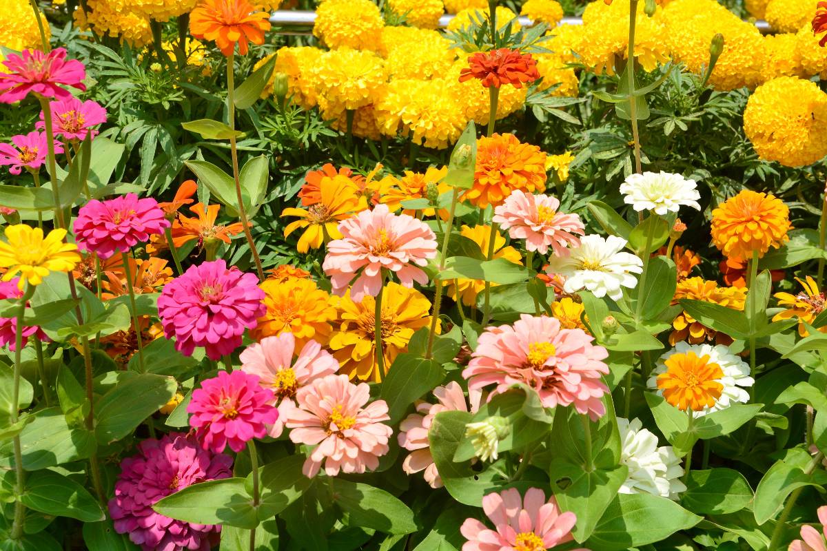 sonhar com flores