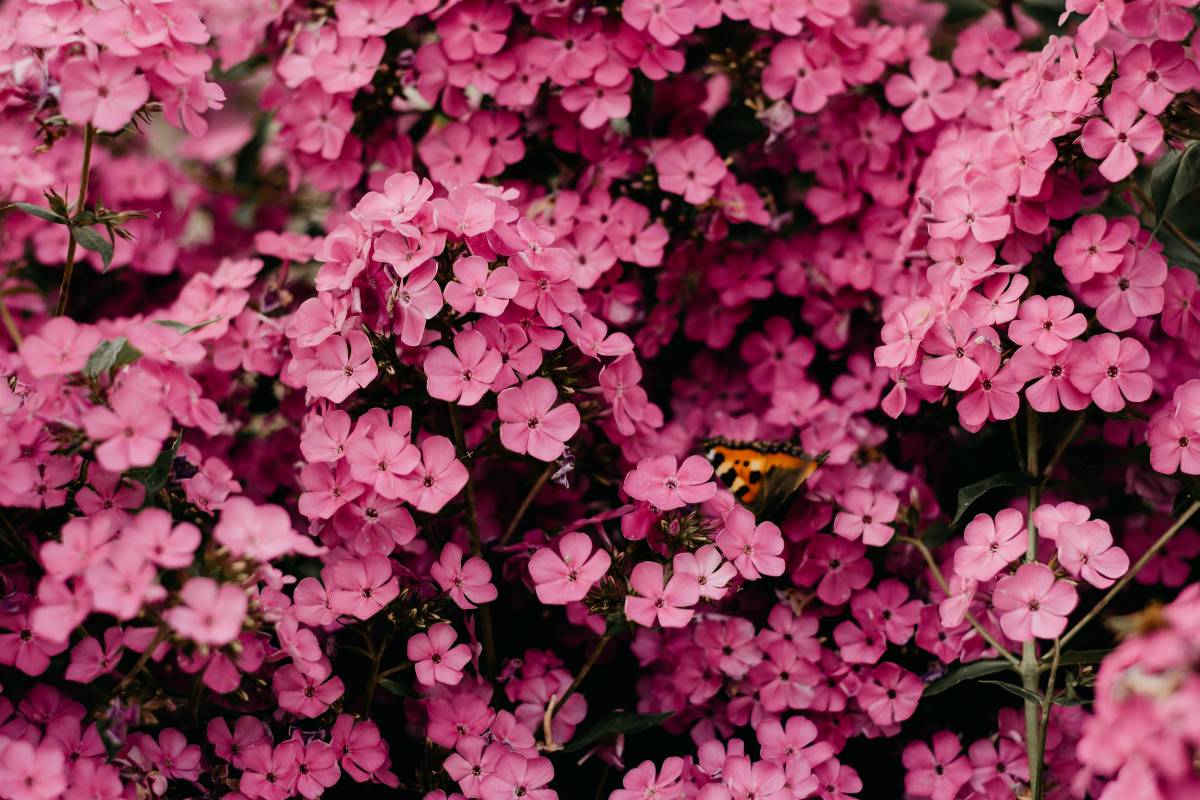 sonhar com flores