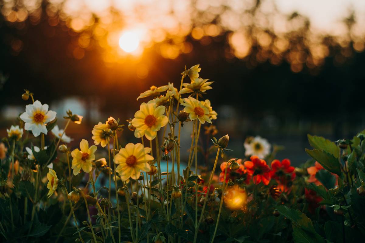 Sonhar com flores – O que significa? Azul, Branca, Preta