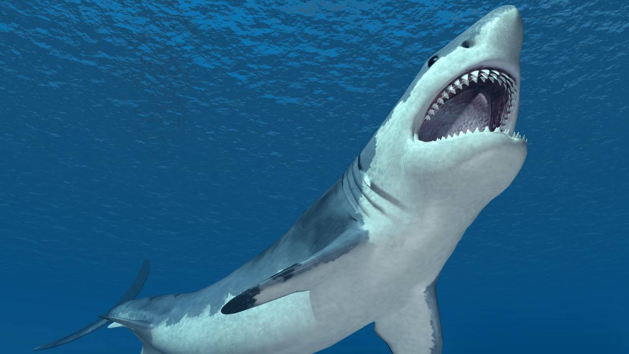 Sonhar com tubarão branco