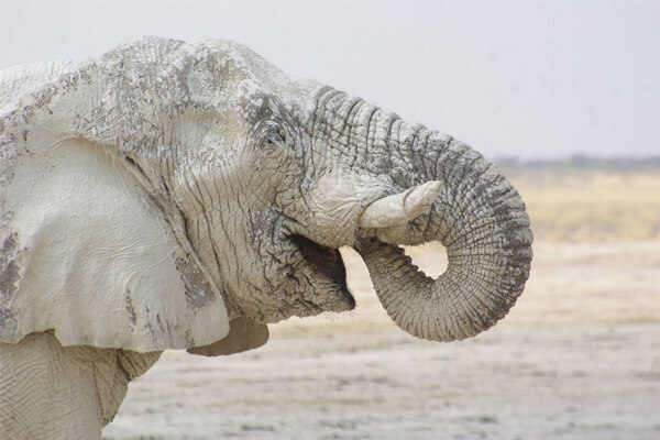 sonhar com elefante branco