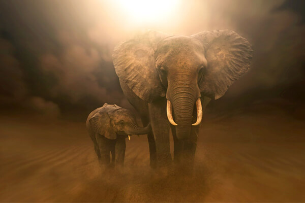 sonhar com elefante significado