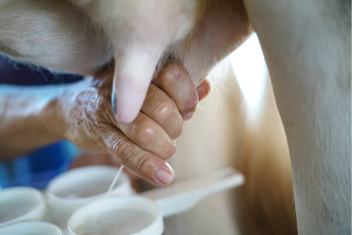 Sonhar com leite: qual é o significado?
