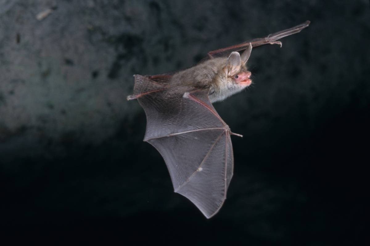 Sonhar com morcego: o que isso quer dizer?