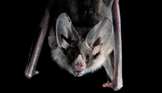 Sonhar com morcego: o que isso quer dizer?