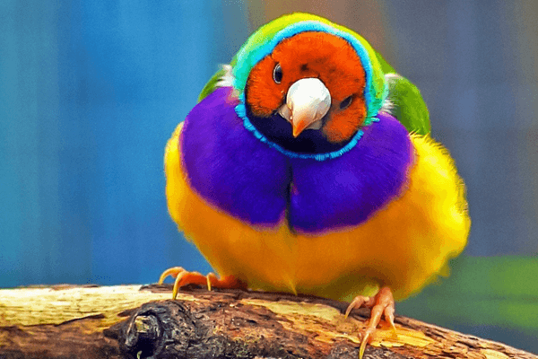Sonhar com Pássaro Colorido