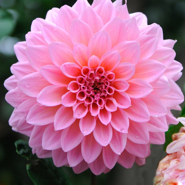 Dalia