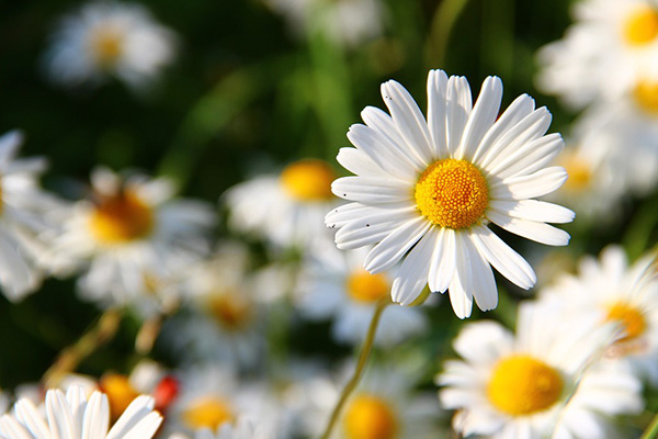 Margarida