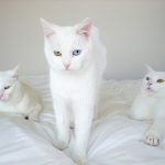 Sonhar com Gato Branco – O que Isso Pode Significar?