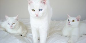 sonhar com gato branco