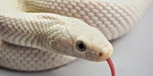 sonhar com cobra branca