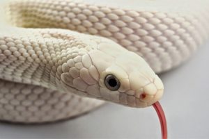 sonhar com cobra branca