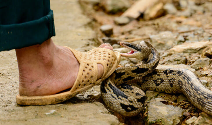 Sonhar com cobra picando: o que significa?