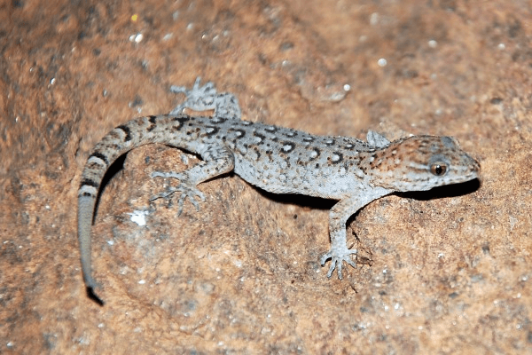 Sonhar com lagartixa: o que isso significa?