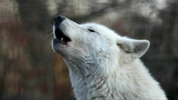 Sonhar com lobo: quais são os principais significados?