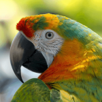 Sonhar com papagaio – O que significa? Possíveis interpretações