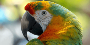 sonhar com papagaio