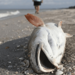 Sonhar com peixe morto – O que quer dizer? Confira as interpretações