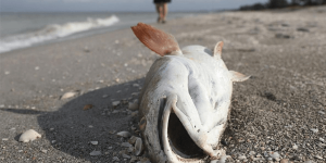 sonhar com peixe morto