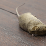 Sonhar com rato morto – O que significa? Todas as interpretações