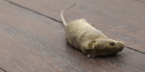 sonhar com rato morto significado