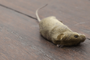 sonhar com rato morto significado