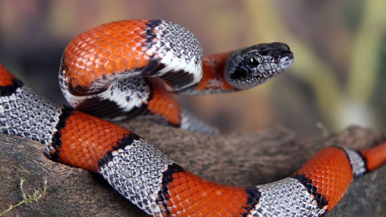 Sonhar com cobra coral: principais significados revelados