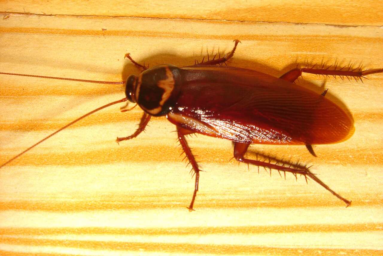 (Imagem: Reprodução/ Wikipédia)